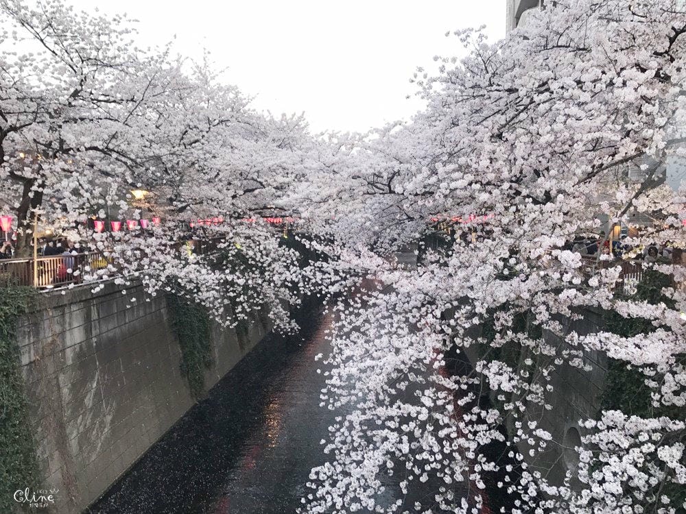 ▌東京賞櫻▌東京必去夢幻賞櫻景點【目黑川櫻花】夜櫻一樣很迷人(有影片分享)