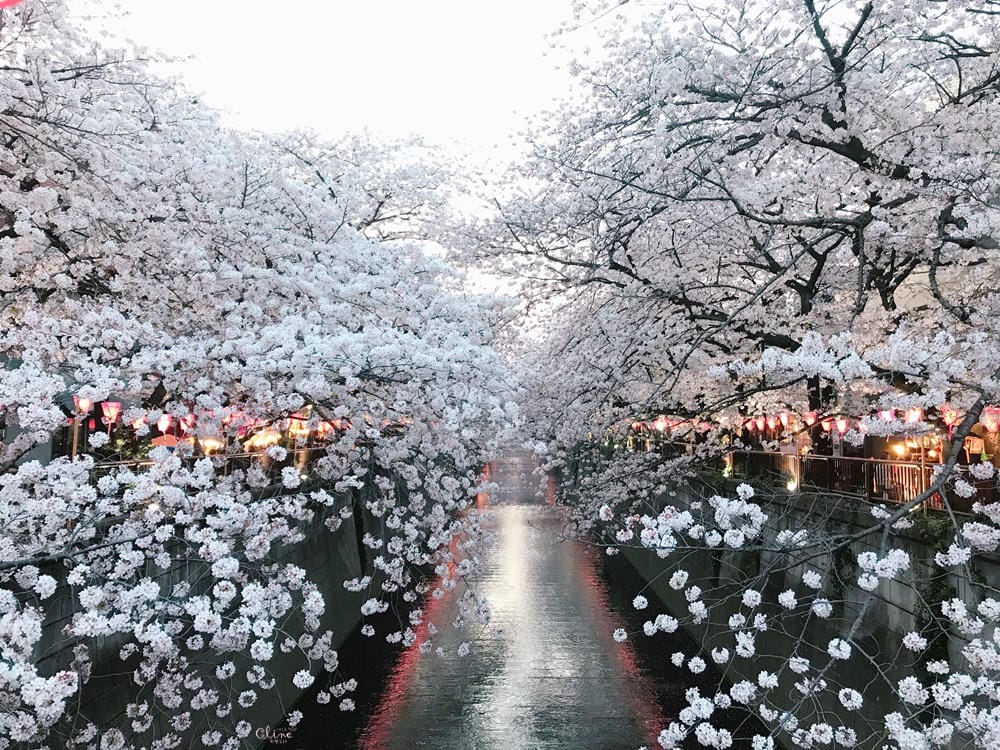 ▌東京賞櫻▌東京必去夢幻賞櫻景點【目黑川櫻花】夜櫻一樣很迷人(有影片分享)