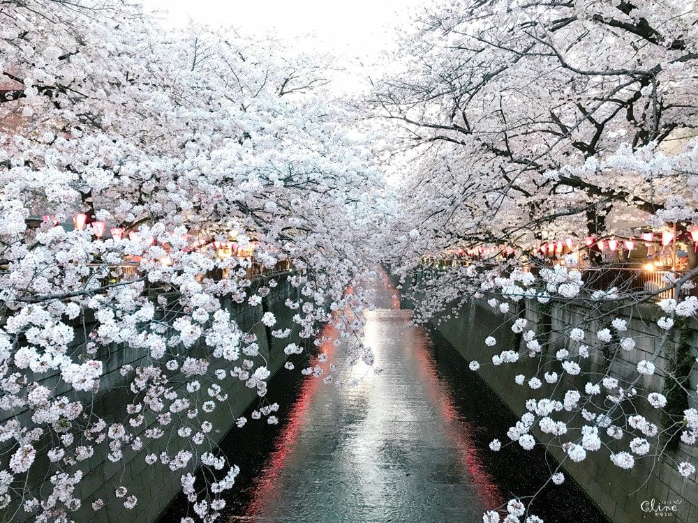 ▌東京賞櫻▌東京必去夢幻賞櫻景點【目黑川櫻花】夜櫻一樣很迷人(有影片分享)