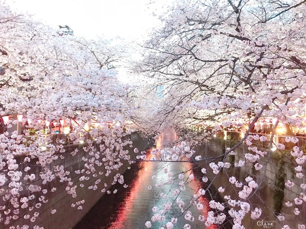 ▌東京賞櫻▌東京必去夢幻賞櫻景點【目黑川櫻花】夜櫻一樣很迷人(有影片分享)