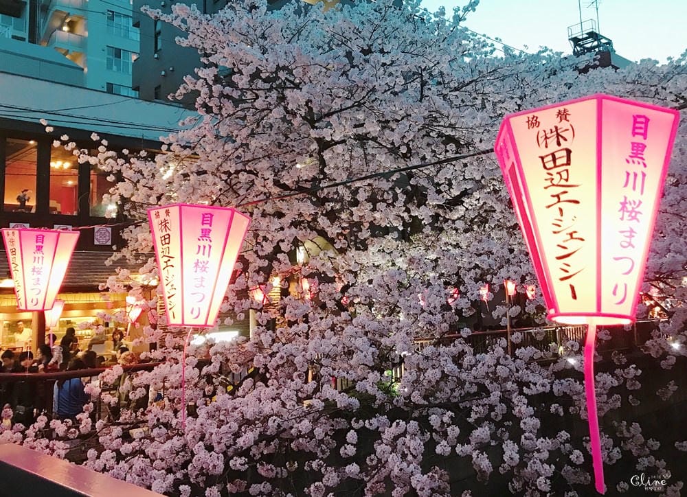 ▌東京賞櫻▌東京必去夢幻賞櫻景點【目黑川櫻花】夜櫻一樣很迷人(有影片分享)