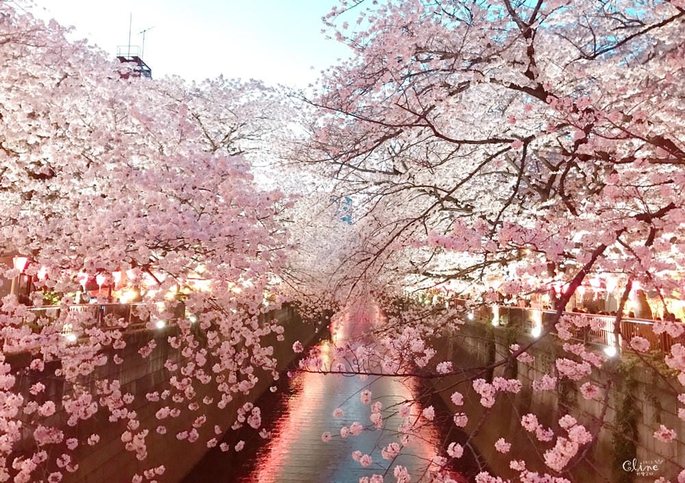 ▌東京賞櫻▌東京必去夢幻賞櫻景點【目黑川櫻花】夜櫻一樣很迷人(有影片分享)