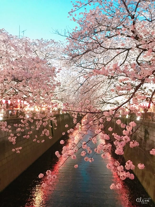 ▌東京賞櫻▌東京必去夢幻賞櫻景點【目黑川櫻花】夜櫻一樣很迷人(有影片分享)