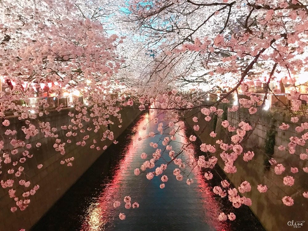 ▌東京賞櫻▌東京必去夢幻賞櫻景點【目黑川櫻花】夜櫻一樣很迷人(有影片分享)