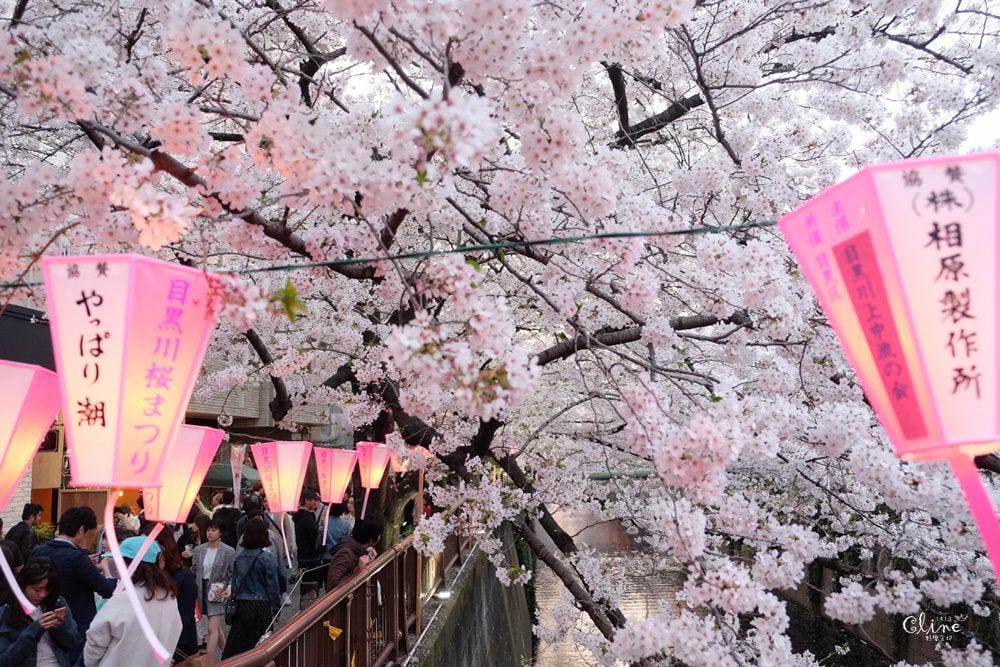 ▌東京賞櫻▌東京必去夢幻賞櫻景點【目黑川櫻花】夜櫻一樣很迷人(有影片分享)