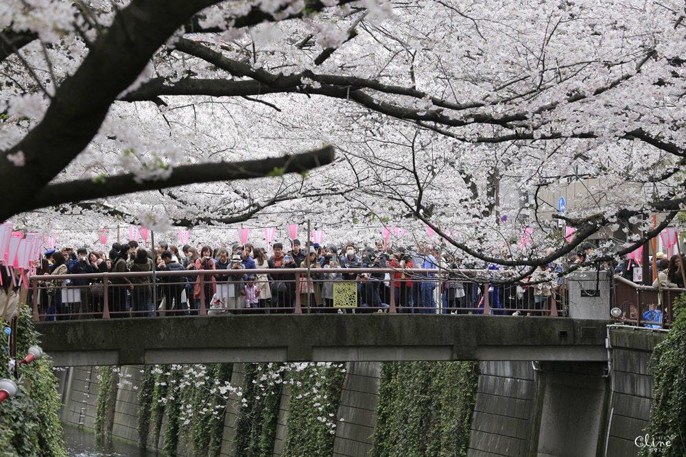 ▌東京賞櫻▌東京必去夢幻賞櫻景點【目黑川櫻花】夜櫻一樣很迷人(有影片分享)