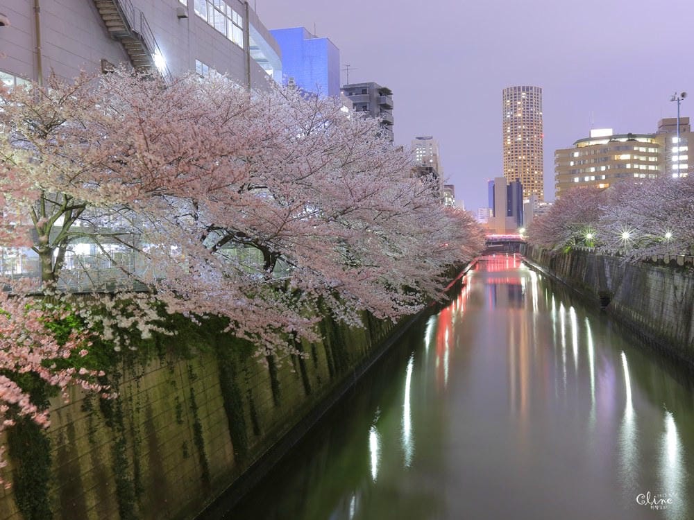 ▌東京賞櫻▌東京必去夢幻賞櫻景點【目黑川櫻花】夜櫻一樣很迷人(有影片分享)