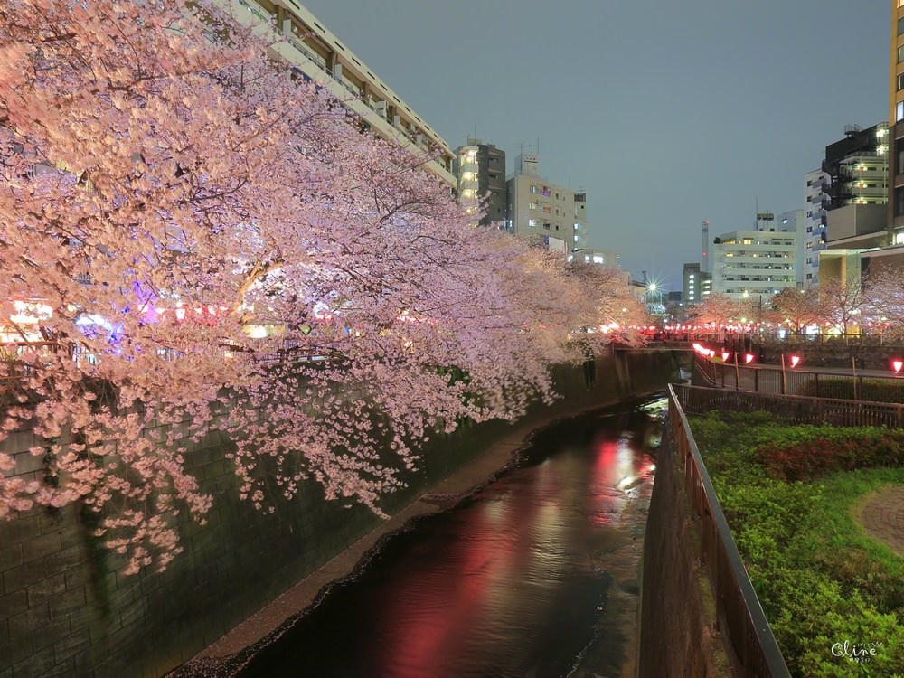 ▌東京賞櫻▌東京必去夢幻賞櫻景點【目黑川櫻花】夜櫻一樣很迷人(有影片分享)