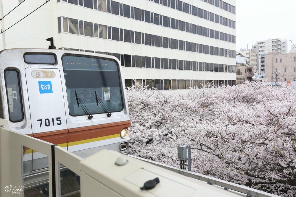 ▌東京賞櫻▌東京必去夢幻賞櫻景點【目黑川櫻花】夜櫻一樣很迷人(有影片分享)