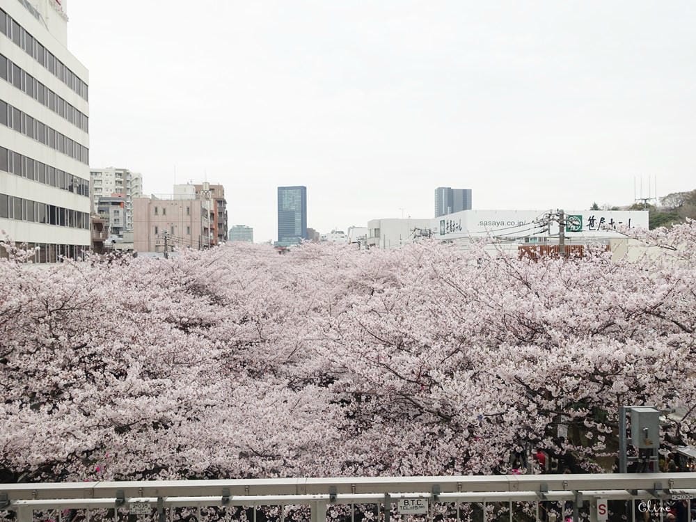 ▌東京賞櫻▌東京必去夢幻賞櫻景點【目黑川櫻花】夜櫻一樣很迷人(有影片分享)