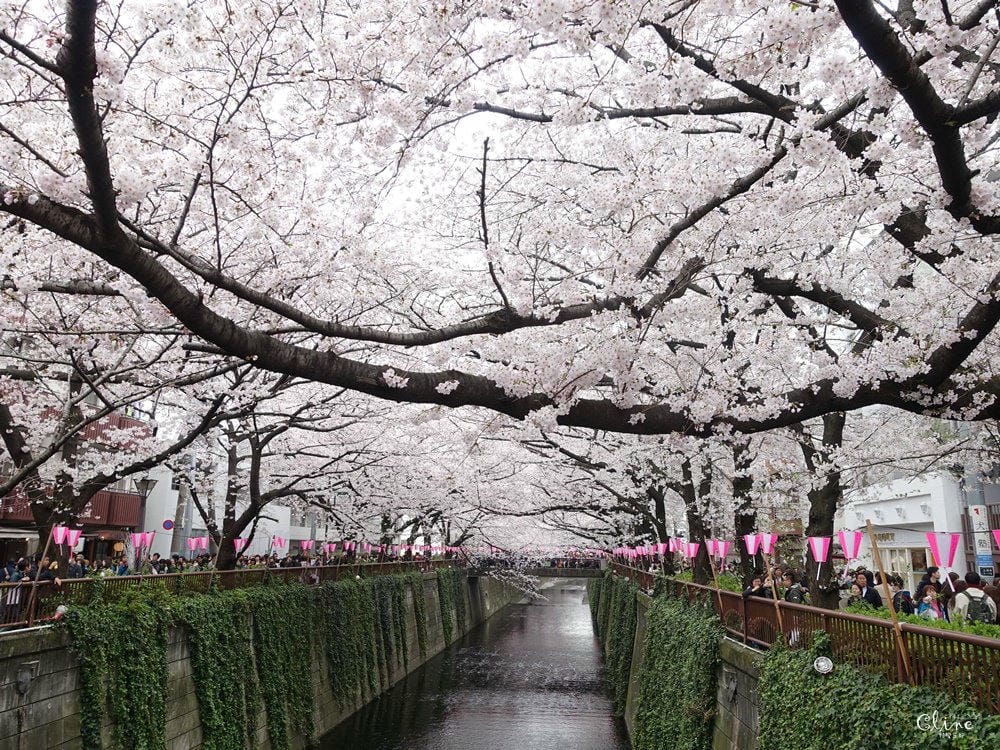 ▌東京賞櫻▌東京必去夢幻賞櫻景點【目黑川櫻花】夜櫻一樣很迷人(有影片分享)