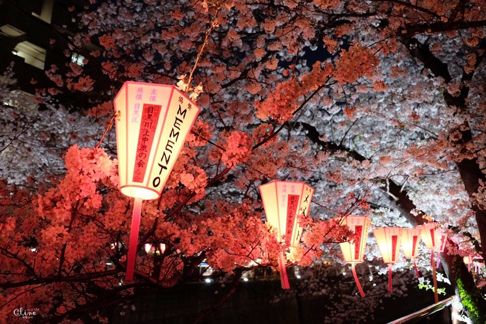 ▌東京賞櫻▌東京必去夢幻賞櫻景點【目黑川櫻花】夜櫻一樣很迷人(有影片分享)