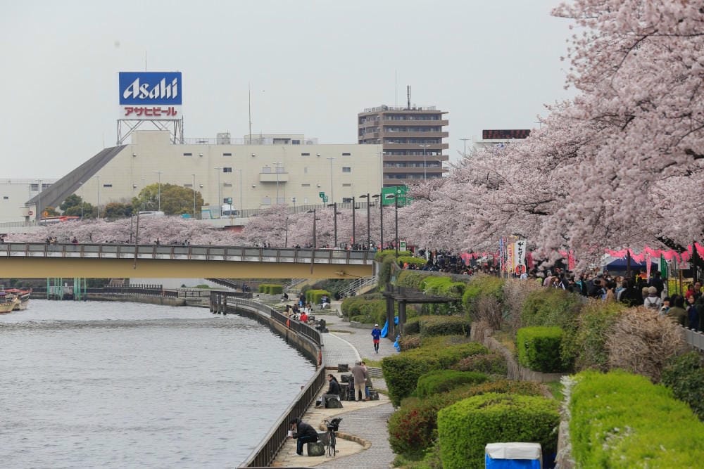 ▌東京賞櫻▌隅田公園櫻花河畔賞櫻。晴空塔就在眼前