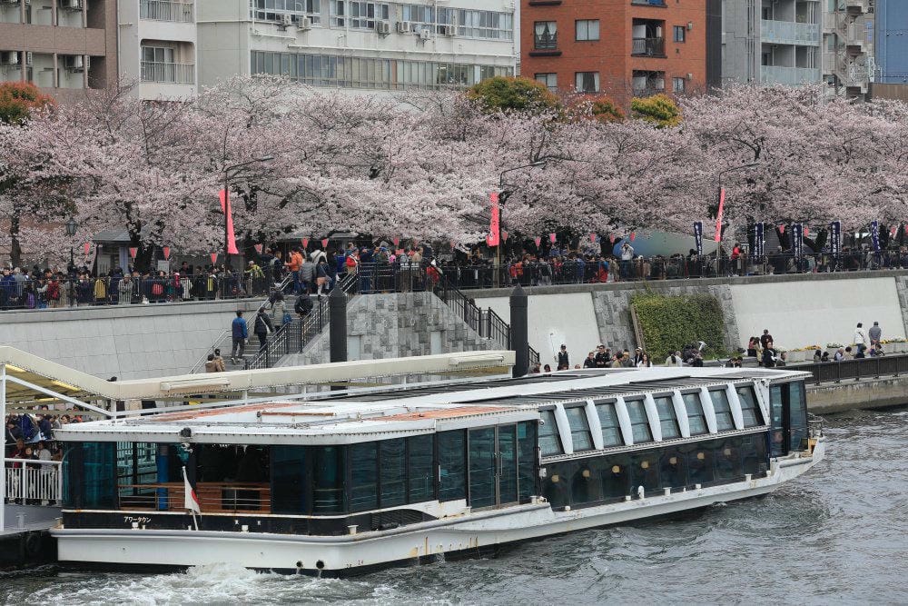 ▌東京賞櫻▌隅田公園櫻花河畔賞櫻。晴空塔就在眼前