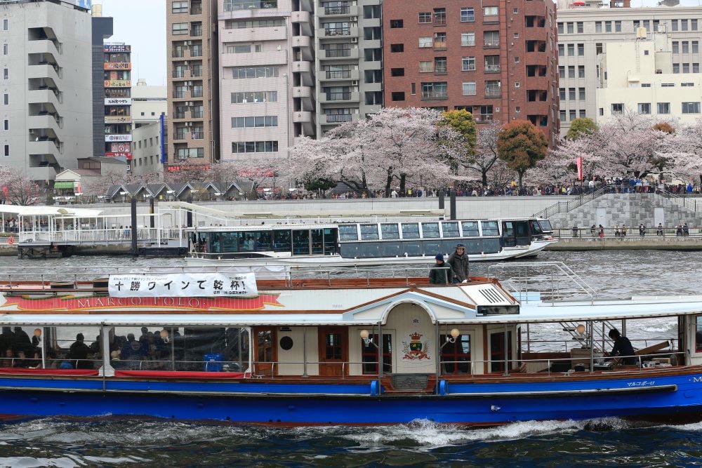 ▌東京賞櫻▌隅田公園櫻花河畔賞櫻。晴空塔就在眼前