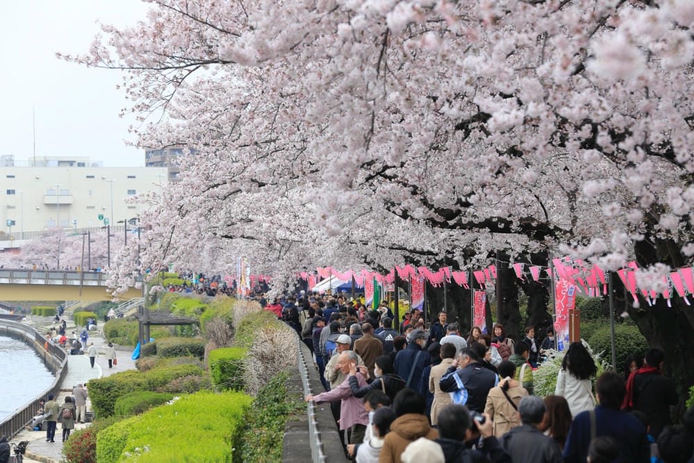 ▌東京賞櫻▌隅田公園櫻花河畔賞櫻。晴空塔就在眼前