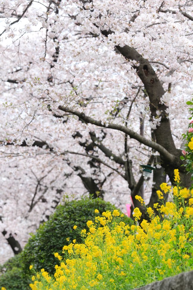 ▌東京賞櫻▌隅田公園櫻花河畔賞櫻。晴空塔就在眼前