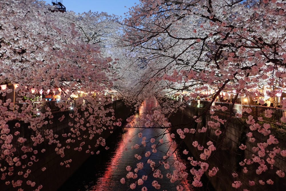 ▌東京賞櫻▌東京必去夢幻賞櫻景點【目黑川櫻花】夜櫻一樣很迷人(有影片分享)
