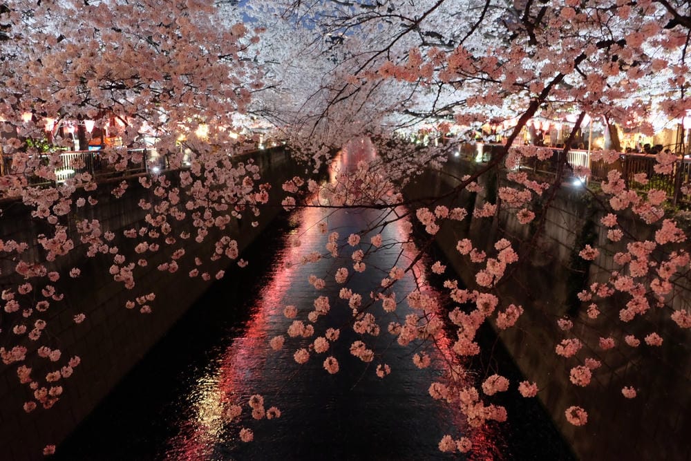 ▌東京賞櫻▌東京必去夢幻賞櫻景點【目黑川櫻花】夜櫻一樣很迷人(有影片分享)