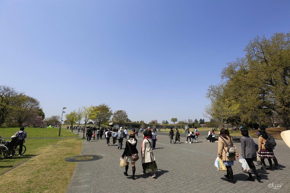 ▌東京近郊賞櫻▌東京超推親子景點【國營昭和紀念公園】超美櫻花林下野餐