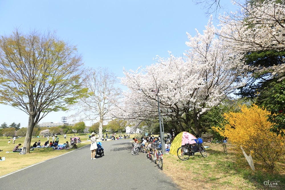 ▌東京近郊賞櫻▌東京超推親子景點【國營昭和紀念公園】超美櫻花林下野餐