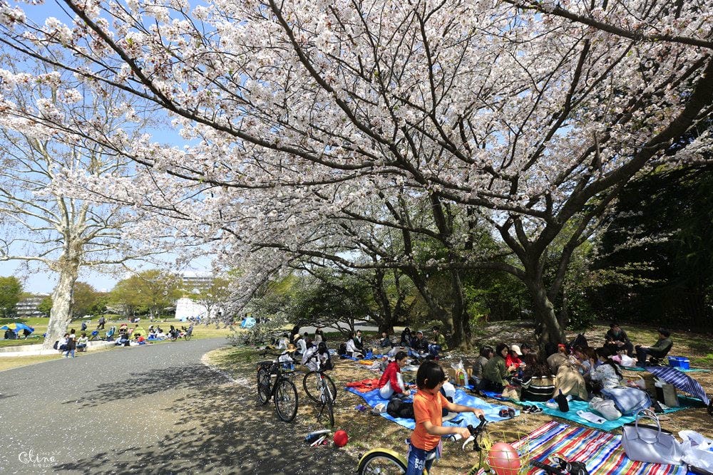 ▌東京近郊賞櫻▌東京超推親子景點【國營昭和紀念公園】超美櫻花林下野餐