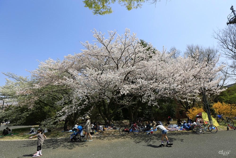 ▌東京近郊賞櫻▌東京超推親子景點【國營昭和紀念公園】超美櫻花林下野餐
