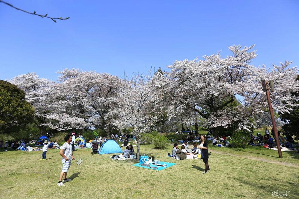 ▌東京近郊賞櫻▌東京超推親子景點【國營昭和紀念公園】超美櫻花林下野餐