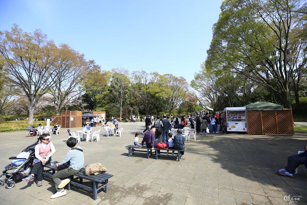 ▌東京近郊賞櫻▌東京超推親子景點【國營昭和紀念公園】超美櫻花林下野餐