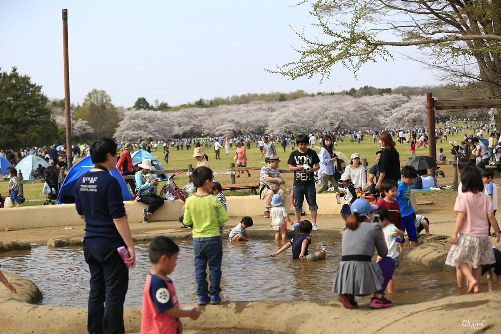 ▌東京近郊賞櫻▌東京超推親子景點【國營昭和紀念公園】超美櫻花林下野餐