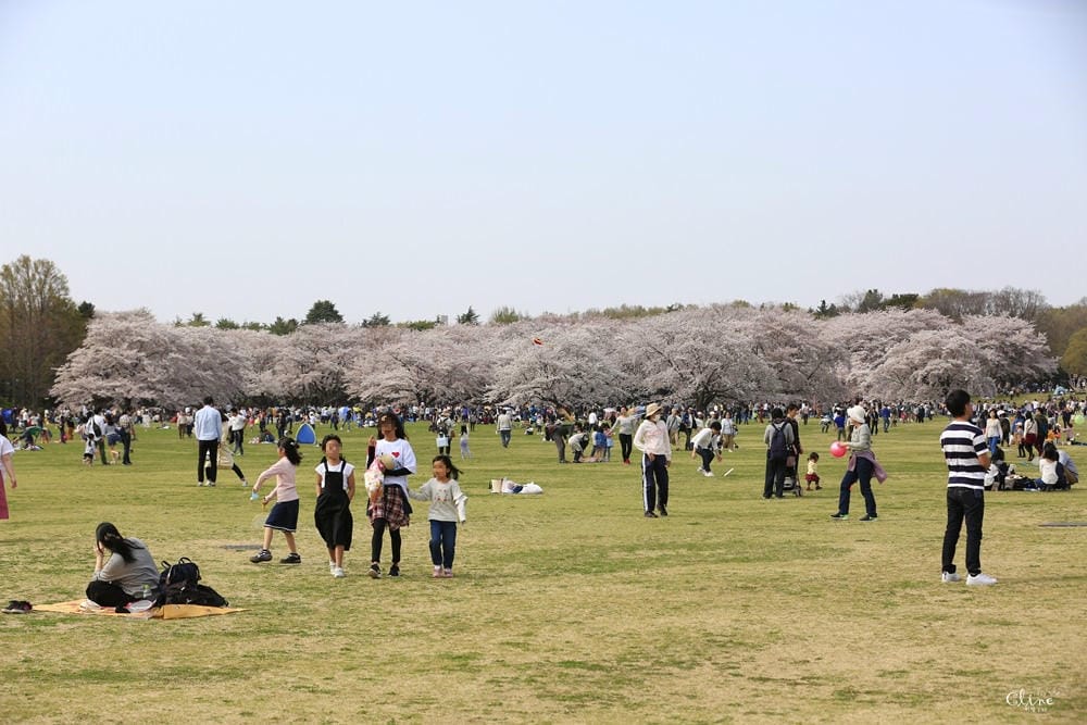▌東京近郊賞櫻▌東京超推親子景點【國營昭和紀念公園】超美櫻花林下野餐