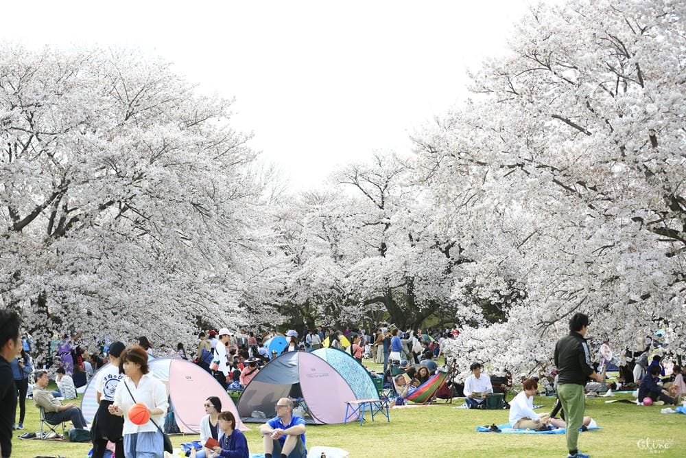 ▌東京近郊賞櫻▌東京超推親子景點【國營昭和紀念公園】超美櫻花林下野餐