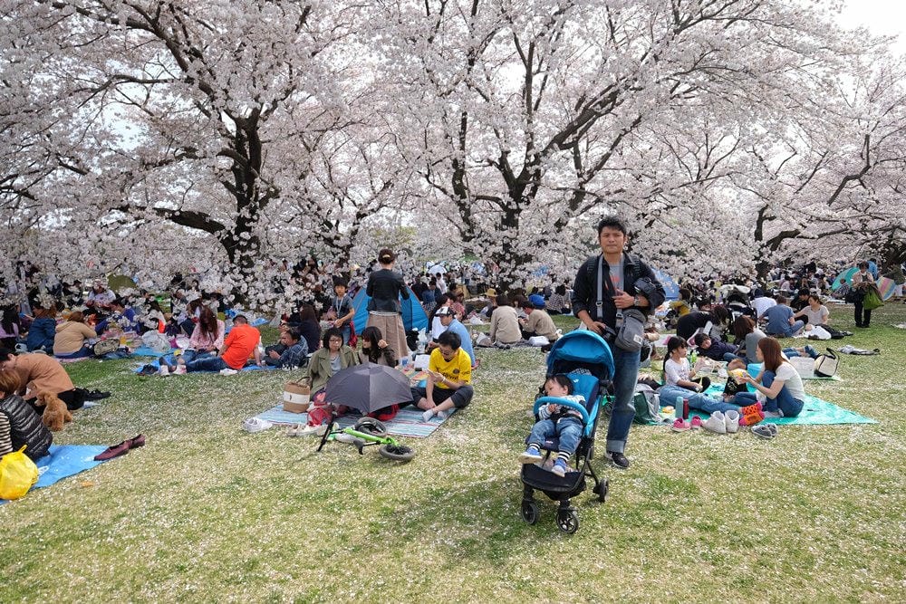 ▌東京近郊賞櫻▌東京超推親子景點【國營昭和紀念公園】超美櫻花林下野餐
