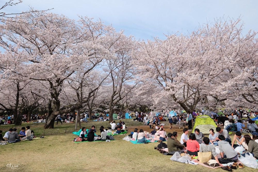 ▌東京近郊賞櫻▌東京超推親子景點【國營昭和紀念公園】超美櫻花林下野餐