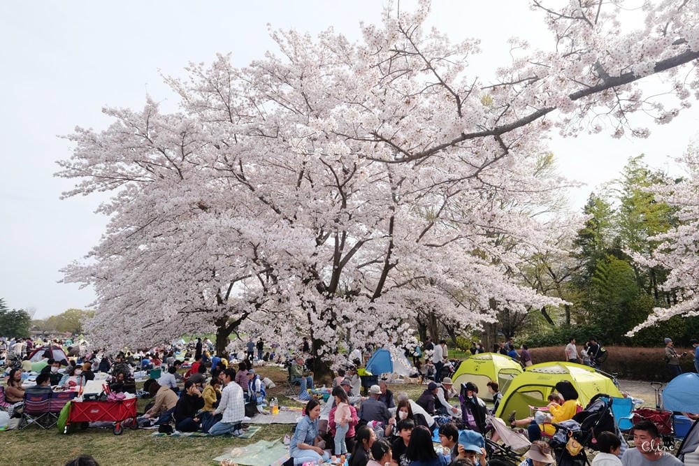 ▌東京近郊賞櫻▌東京超推親子景點【國營昭和紀念公園】超美櫻花林下野餐