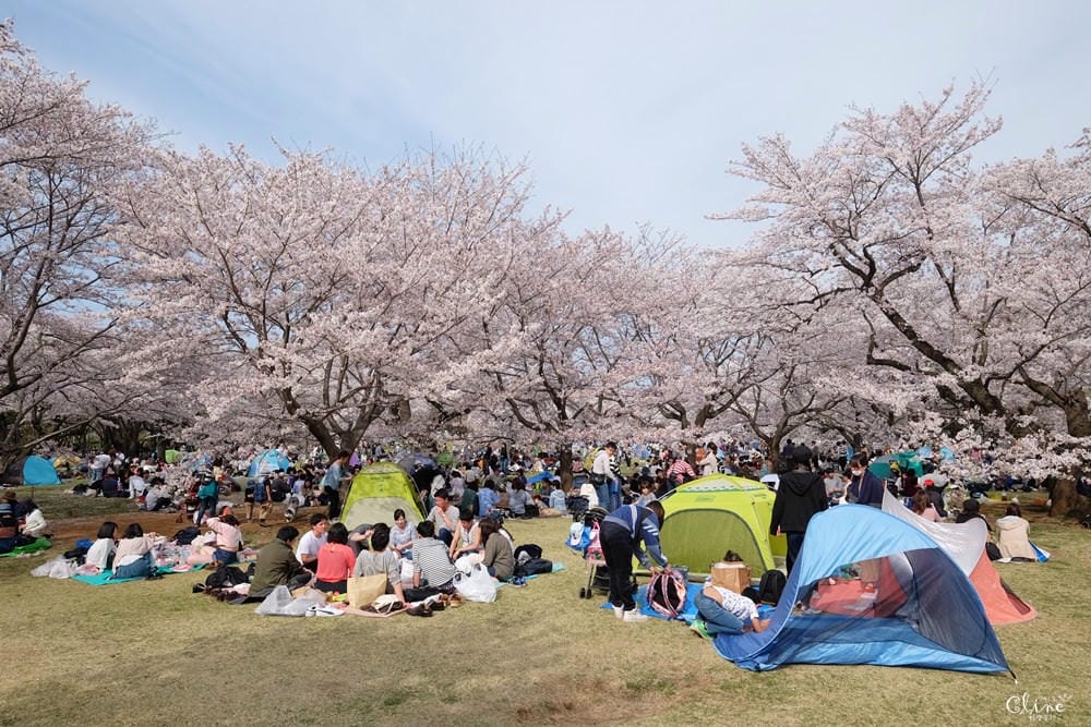 ▌東京近郊賞櫻▌東京超推親子景點【國營昭和紀念公園】超美櫻花林下野餐