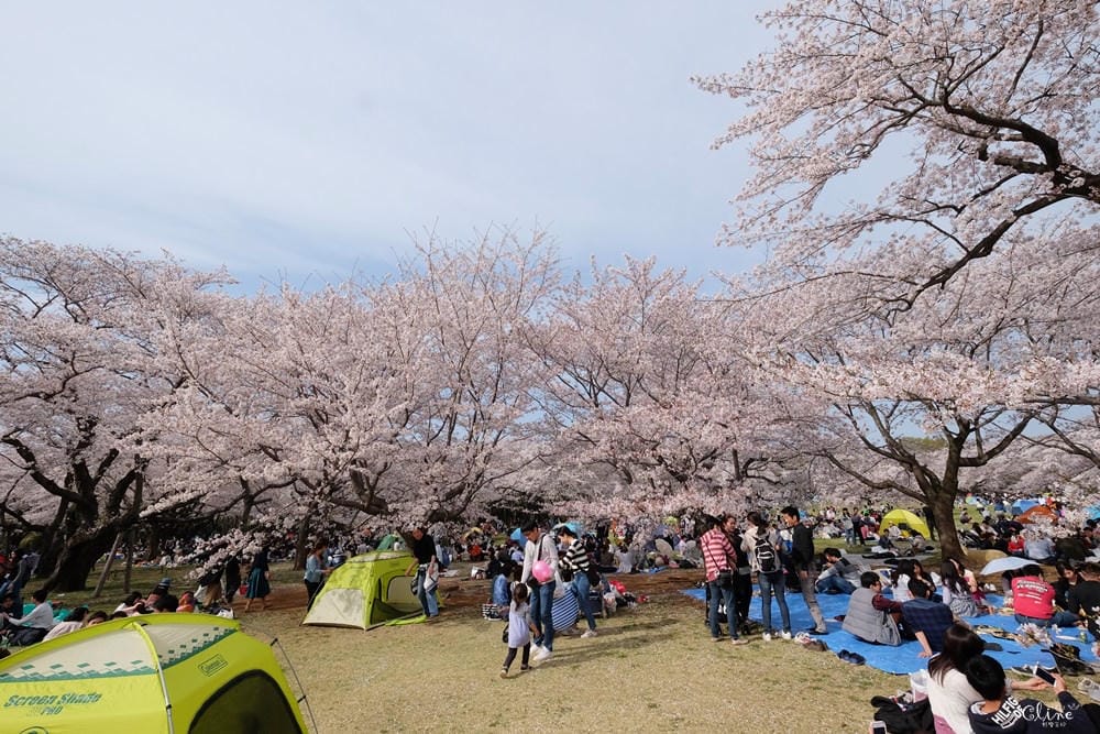 ▌東京近郊賞櫻▌東京超推親子景點【國營昭和紀念公園】超美櫻花林下野餐