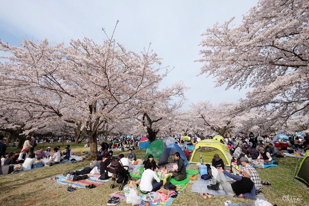 ▌東京近郊賞櫻▌東京超推親子景點【國營昭和紀念公園】超美櫻花林下野餐
