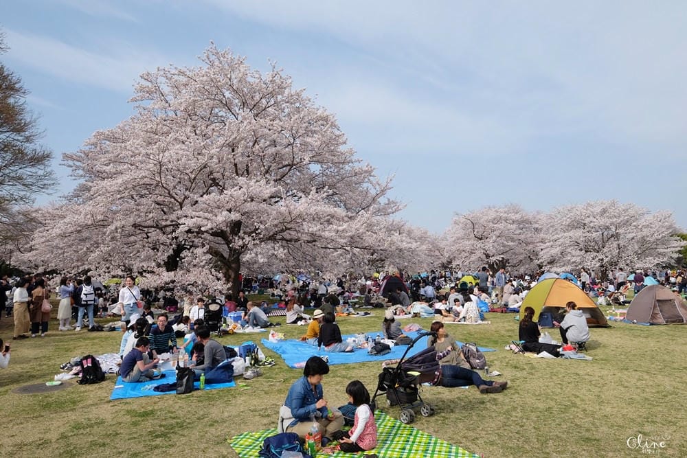 ▌東京近郊賞櫻▌東京超推親子景點【國營昭和紀念公園】超美櫻花林下野餐