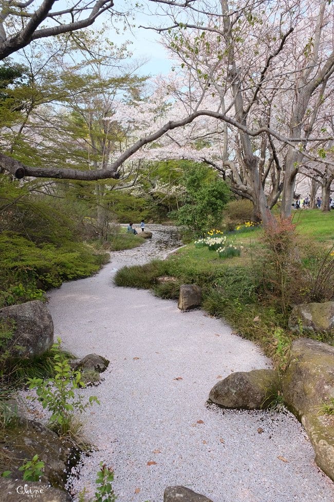 ▌東京近郊賞櫻▌東京超推親子景點【國營昭和紀念公園】超美櫻花林下野餐