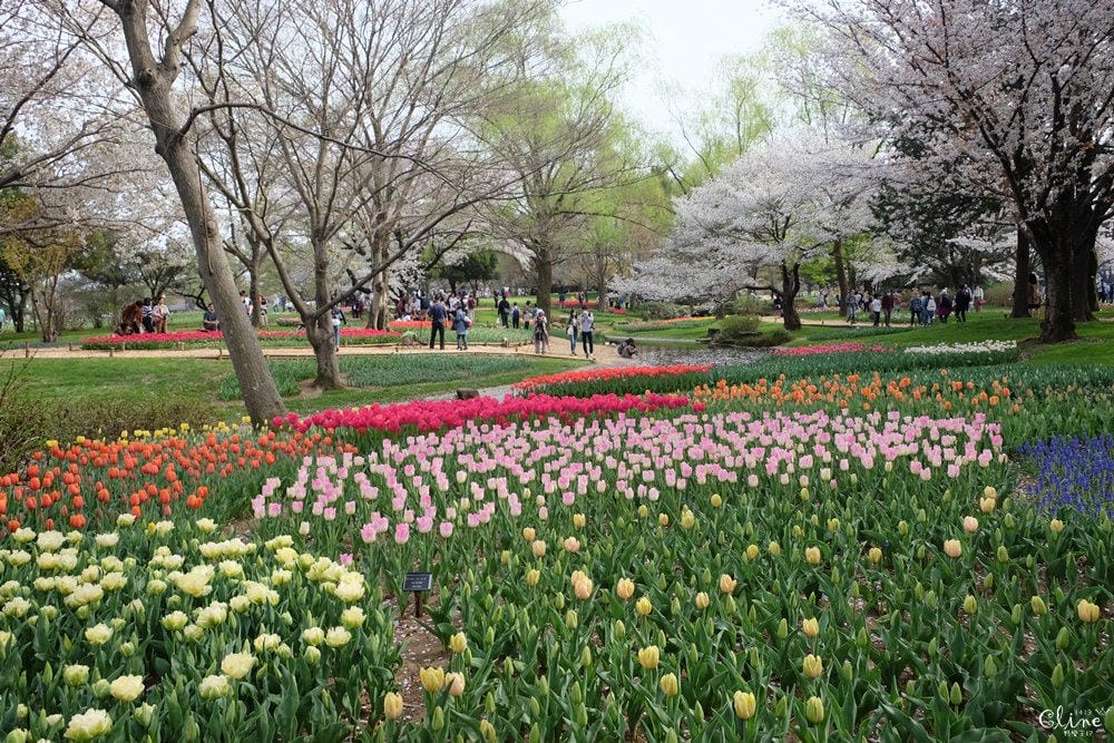 ▌東京近郊賞櫻▌東京超推親子景點【國營昭和紀念公園】超美櫻花林下野餐