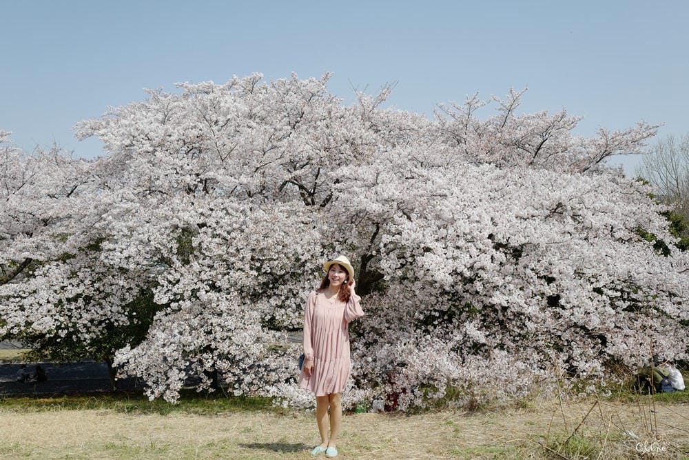 ▌東京近郊賞櫻▌東京超推親子景點【國營昭和紀念公園】超美櫻花林下野餐
