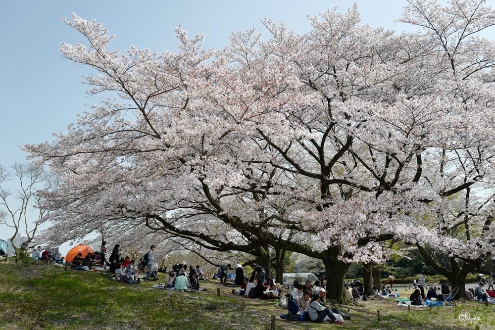 ▌東京近郊賞櫻▌東京超推親子景點【國營昭和紀念公園】超美櫻花林下野餐