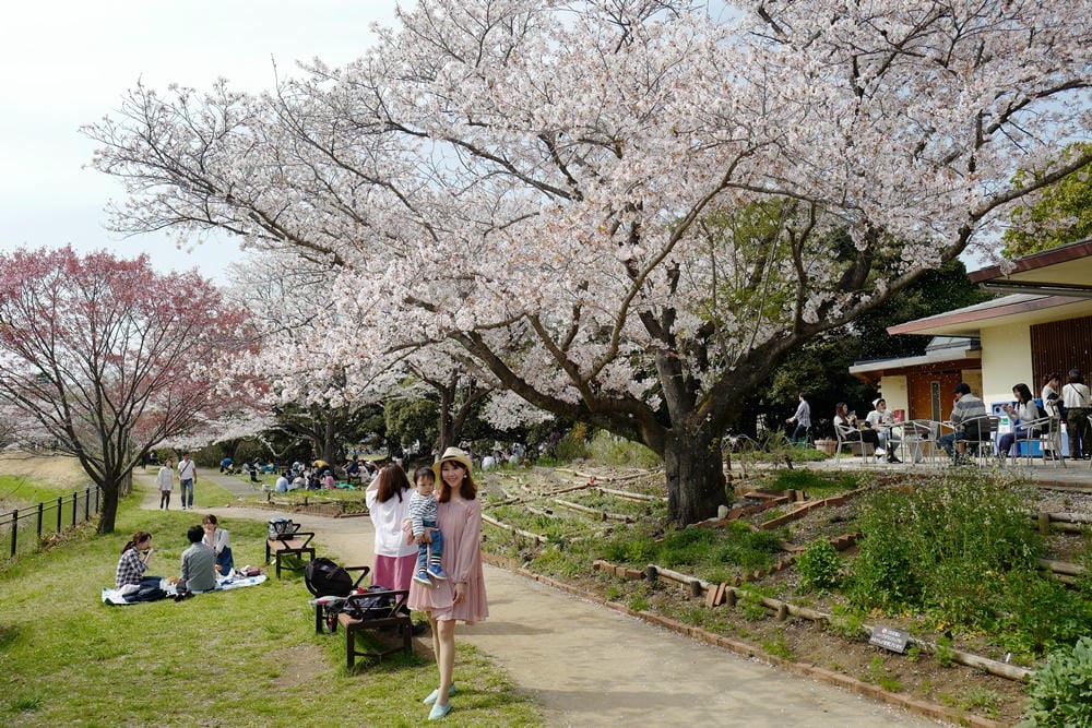 ▌東京近郊賞櫻▌東京超推親子景點【國營昭和紀念公園】超美櫻花林下野餐