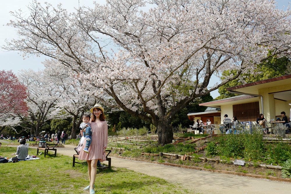 ▌東京近郊賞櫻▌東京超推親子景點【國營昭和紀念公園】超美櫻花林下野餐