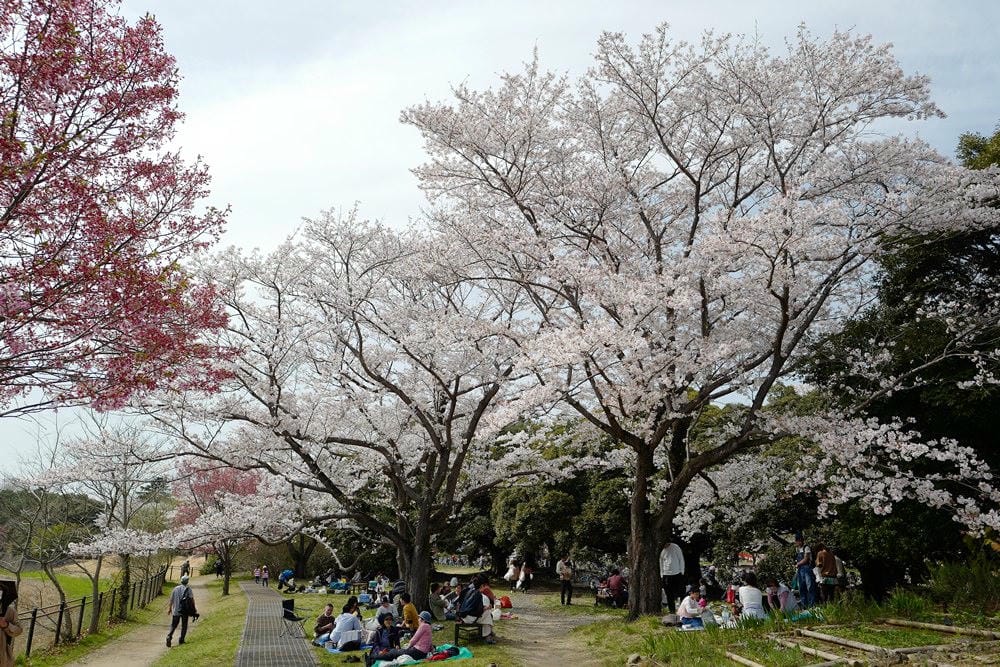 ▌東京近郊賞櫻▌東京超推親子景點【國營昭和紀念公園】超美櫻花林下野餐
