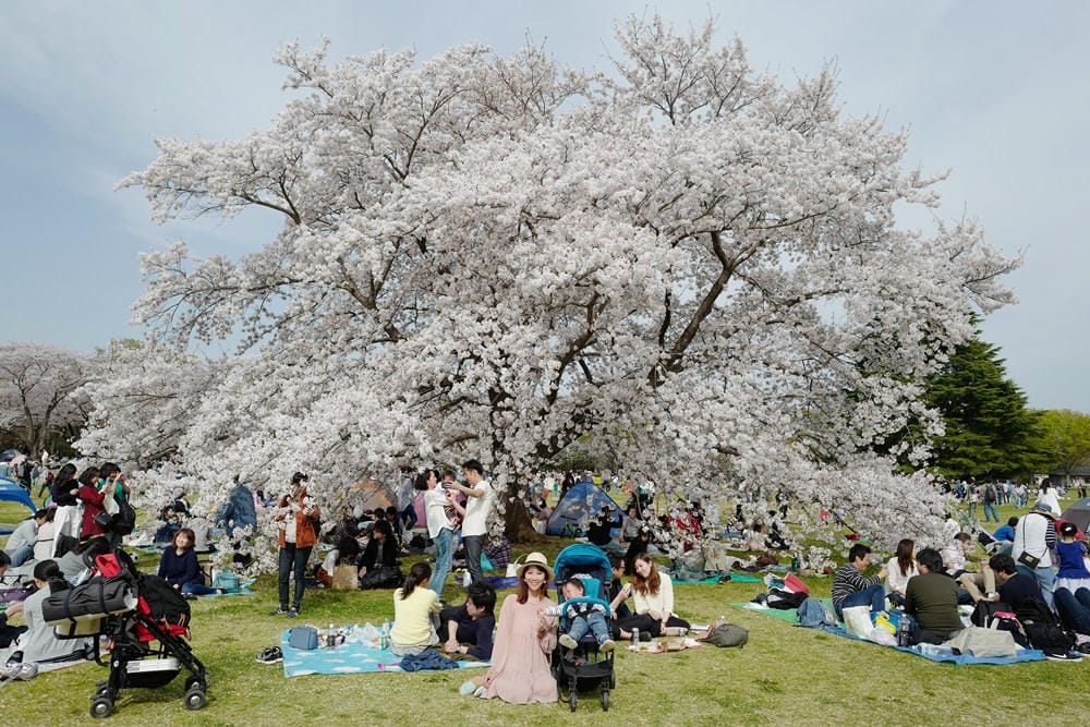 ▌東京近郊賞櫻▌東京超推親子景點【國營昭和紀念公園】超美櫻花林下野餐