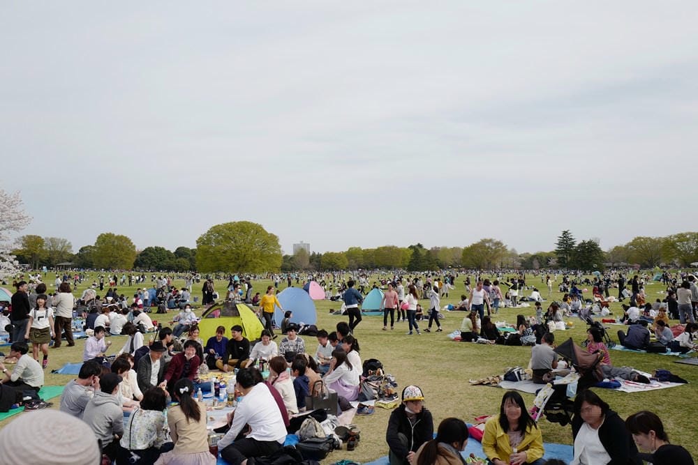 ▌東京近郊賞櫻▌東京超推親子景點【國營昭和紀念公園】超美櫻花林下野餐