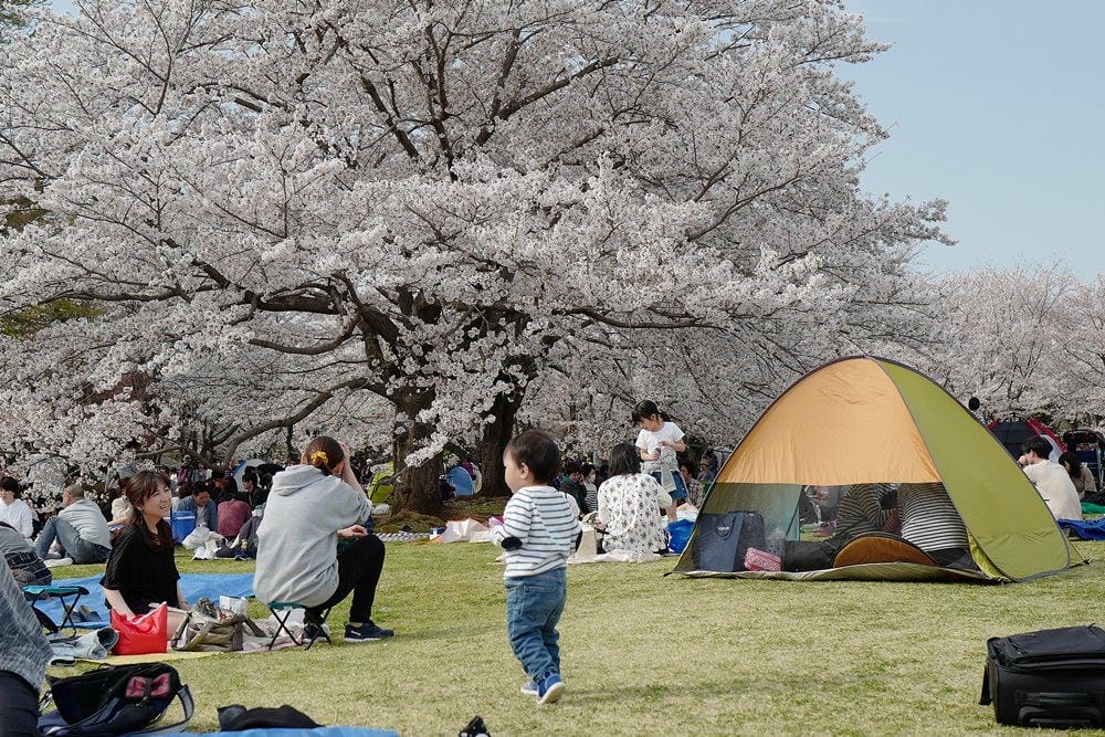▌東京近郊賞櫻▌東京超推親子景點【國營昭和紀念公園】超美櫻花林下野餐