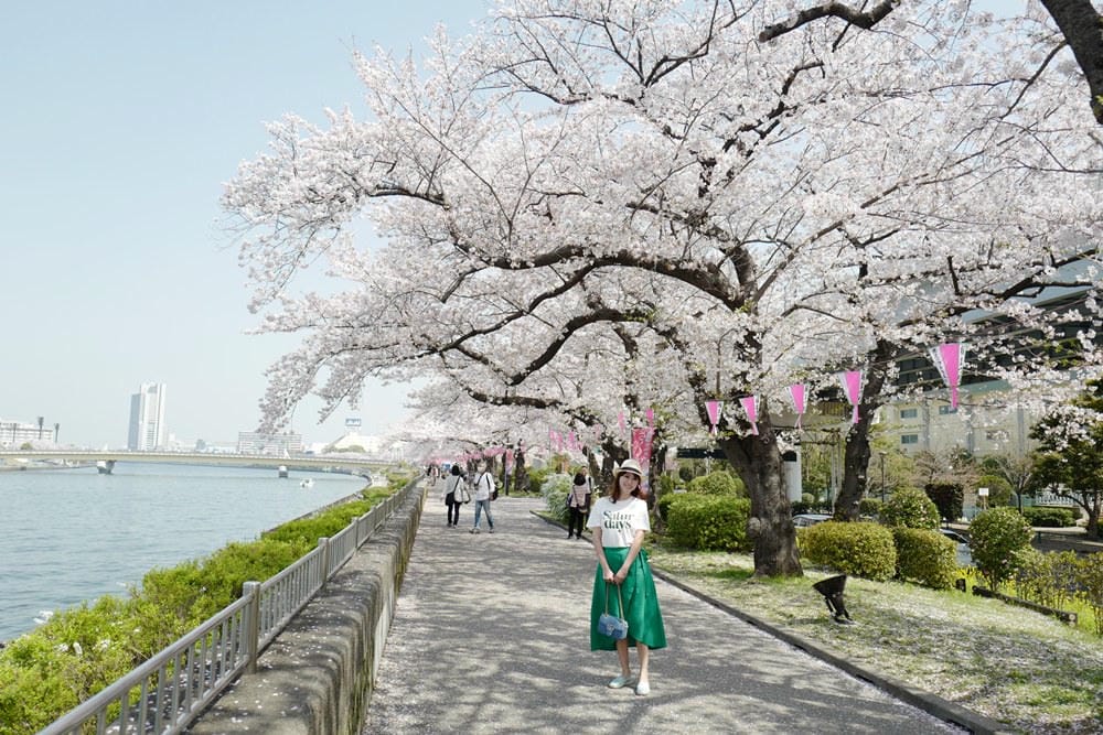 ▌東京賞櫻▌隅田公園櫻花河畔賞櫻。晴空塔就在眼前
